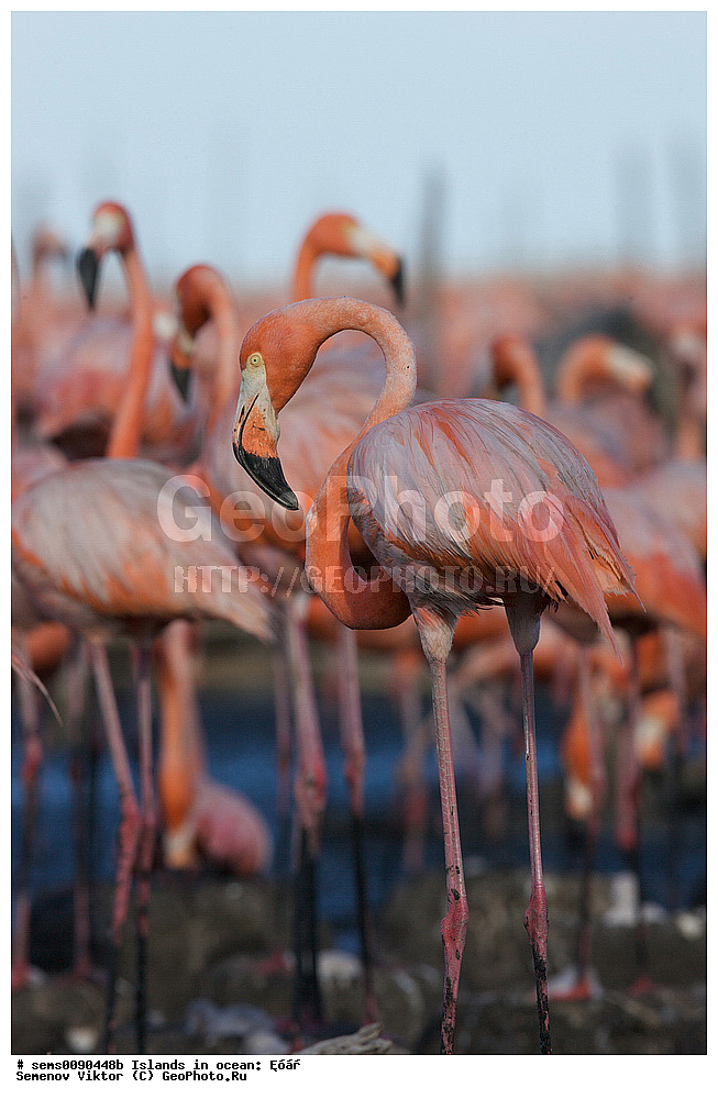 ����, ��������, ��������, �����, �����, ��������, �����������, XYZ, �����������, Phoenicopteridae, ������� ��������, Phoenicopterus ruber