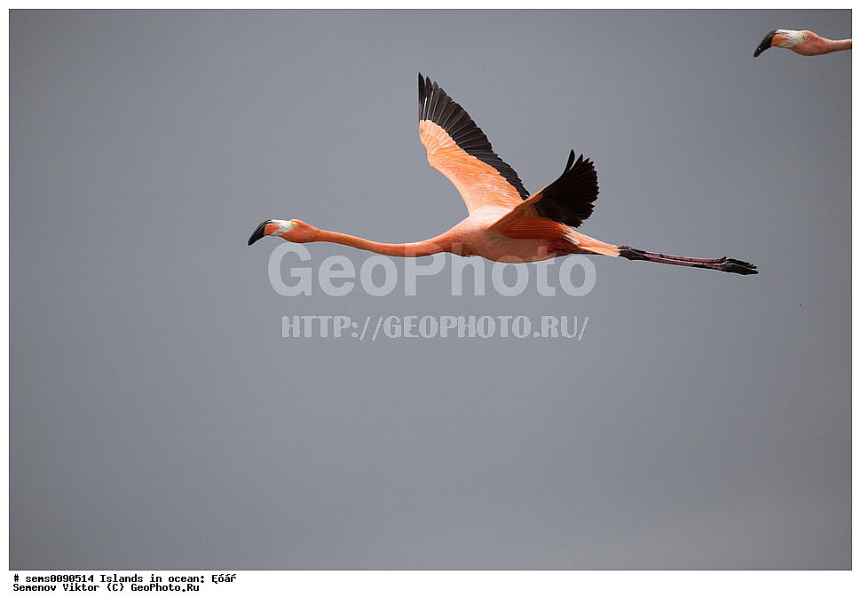 ����, ��������, ��������, �����, �����, ��������, �����������, XYZ, �����������, Phoenicopteridae, ������� ��������, Phoenicopterus ruber