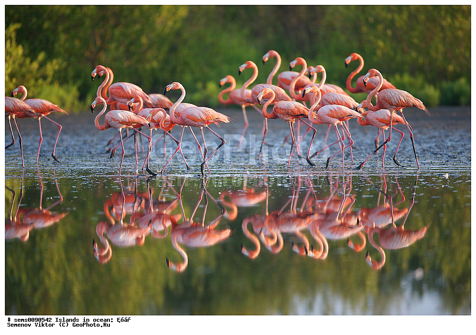 ����, ��������, ��������, �����, �����, ��������, �����������, XYZ, �����������, Phoenicopteridae, ������� ��������, Phoenicopterus ruber