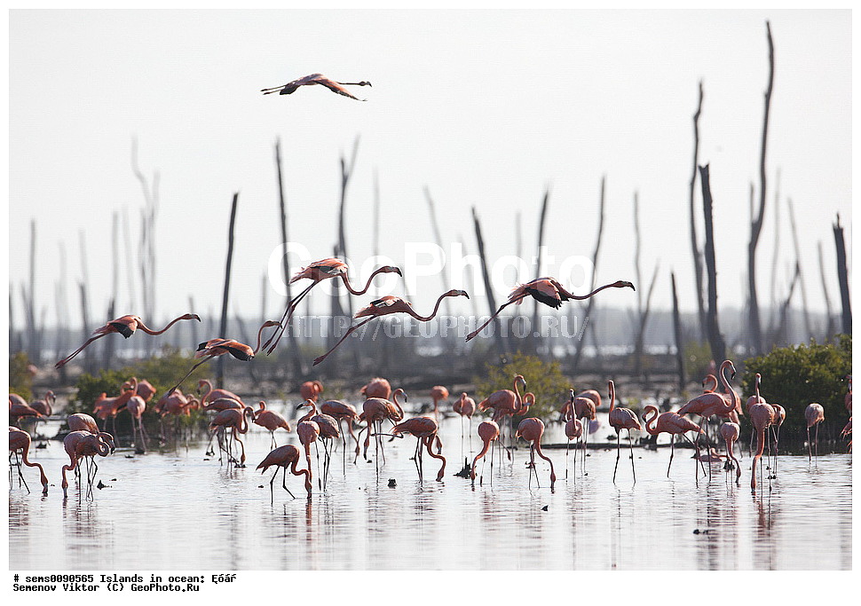 ����, ��������, ��������, �����, �����, ��������, �����������, XYZ, �����������, Phoenicopteridae, ������� ��������, Phoenicopterus ruber