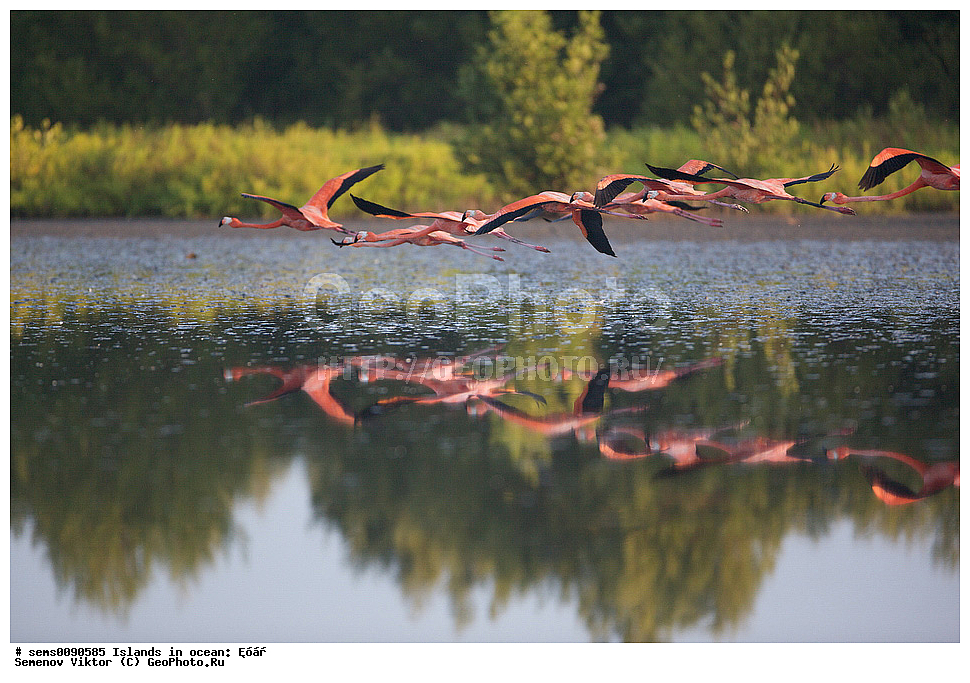 ����, ��������, ��������, �����, �����, ��������, �����������, XYZ, �����������, Phoenicopteridae, ������� ��������, Phoenicopterus ruber