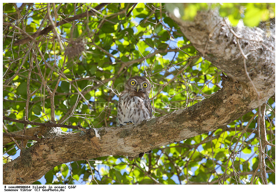 ����, ��������, ��������, �����, �����, ��������, �����������, ������ �����, ������ �����, XYZ, �������, ��������� ����, Strigidae, ��������� ���������� ���, Glaucidium siju