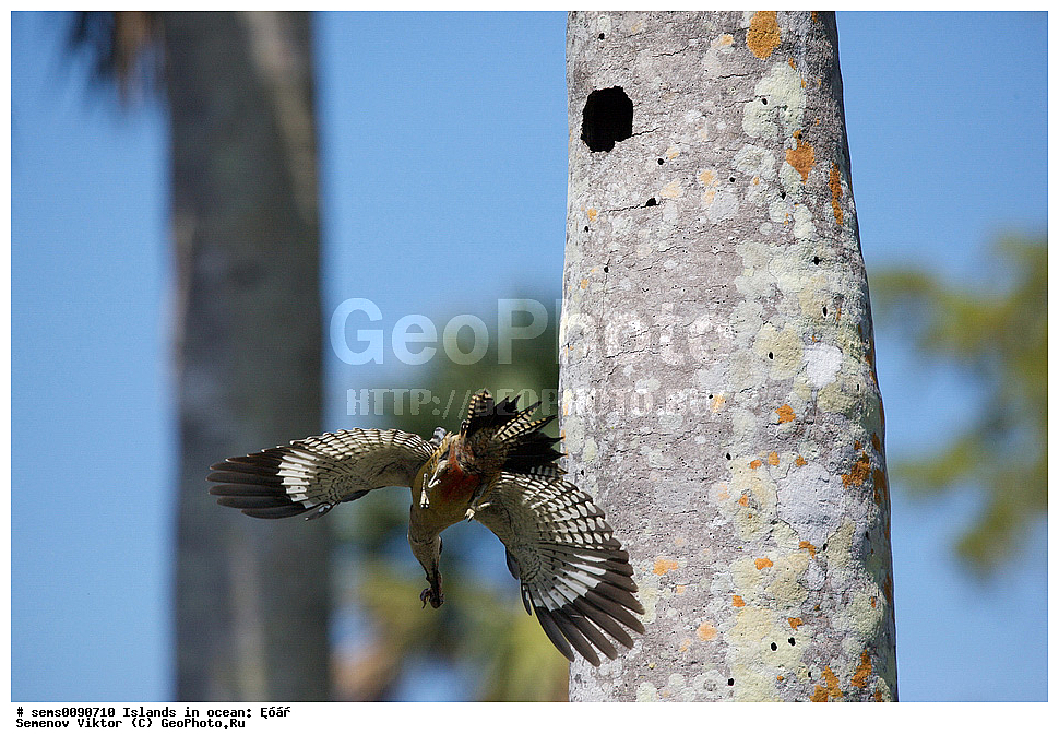 ����, ��������, ��������, �����, �����, ��������, �����������, XYZ, ��������, �����, ��������� ��������, Picidae, ����-��������� �����, ��������� ����������, ����-��������� �����-����������, Melanerpes superciliaris