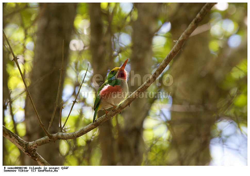 ����, ��������, ��������, �����, �����, ��������, �����������, XYZ, ��������, Todidae, ��������� ����, Todus multicolor