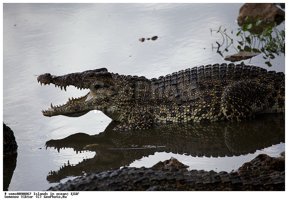 ����, ��������, ��������, ��������������, ��������������, ��������, ��������, XYZ, ��������� ���������, Crocodylidae, ��������� ��������, ��������� ��������, Crocodylus rhombifer