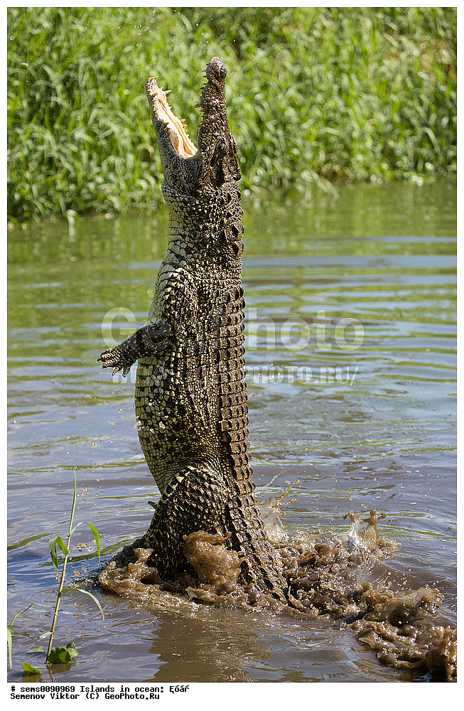 ����, ��������, ��������, ��������������, ��������������, ��������, ��������, XYZ, ��������� ���������, Crocodylidae, ��������� ��������, ��������� ��������, Crocodylus rhombifer