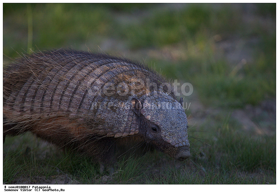 ���������, ����, ���������, ��������, ��������, �������������, �������������, �����, �����, XYZ, �������������, Dasypodidae, ���������� ����������, Chaetophractus villosus