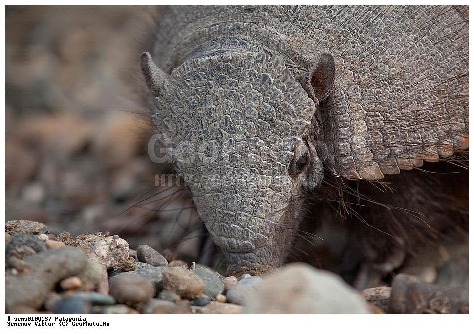 ���������, ����, ���������, ��������, ��������, �������������, �������������, �����, �����, XYZ, �������������, Dasypodidae, ���������� ����������, Chaetophractus villosus