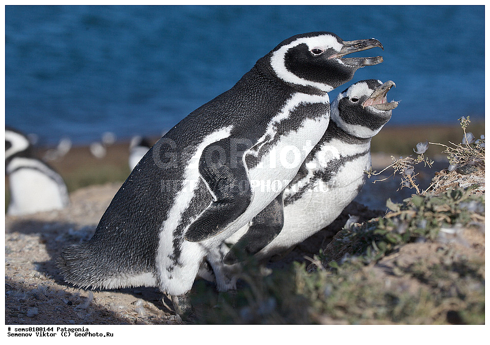 ���������, ����, ���������, ���������, ����� �������, ��������, ��������, �����, �����, ��������, �����������, ������� �����, ������� �����, XYZ, �����������, ��������, Spheniscidae, ���������� �������, ������������ �������, Spheniscus magellanicus