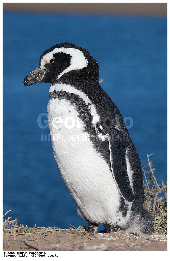 ���������, ����, ���������, ���������, ����� �������, ��������, ��������, �����, �����, ��������, �����������, ������� �����, ������� �����, XYZ, �����������, ��������, Spheniscidae, ���������� �������, ������������ �������, Spheniscus magellanicus