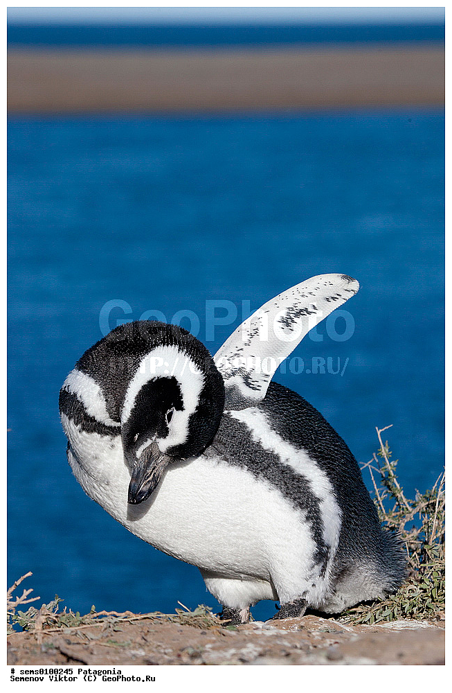���������, ����, ���������, ���������, ����� �������, ��������, ��������, �����, �����, ��������, �����������, ������� �����, ������� �����, XYZ, �����������, ��������, Spheniscidae, ���������� �������, ������������ �������, Spheniscus magellanicus