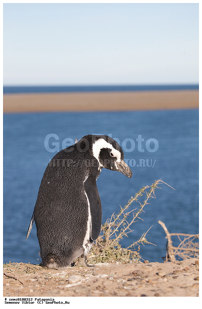 ���������, ����, ���������, ���������, ����� �������, ��������, ��������, �����, �����, ��������, �����������, ������� �����, ������� �����, XYZ, �����������, ��������, Spheniscidae, ���������� �������, ������������ �������, Spheniscus magellanicus
