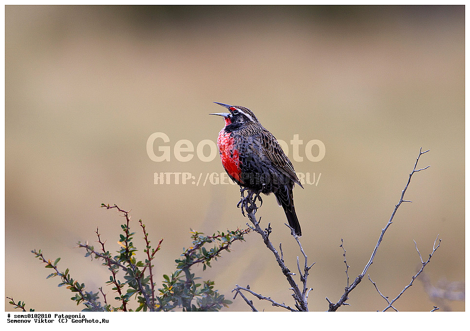 ���������, ����, ���������, ��������, ��������, �����, �����, ��������, �����������, XYZ, �����������, ������������ ������, �������, Icteridae, ������������� ������� �������, Sturnella loyca