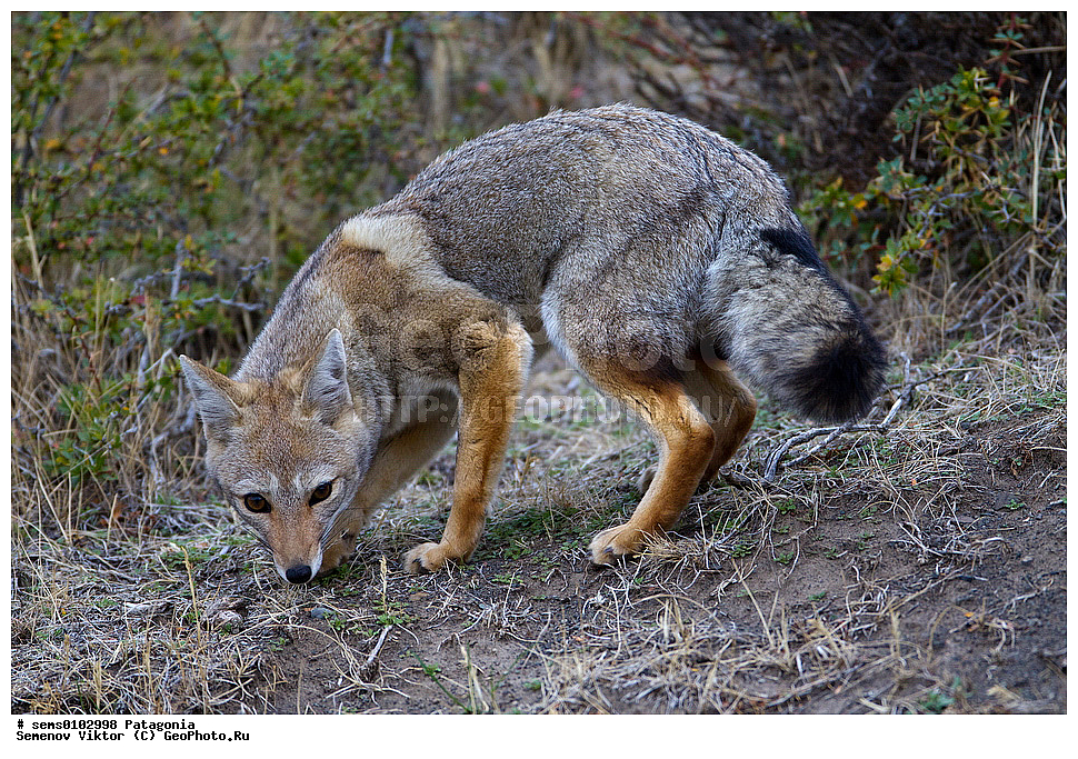 ���������, ��������, ��������, �������������, �������������, �����, �����, �������, ������, XYZ, ������, �������, ������, Canidae, ������� ������, Lycalopex culpaeus, Pseudalopex culpaeus, ���������, ����, ���������