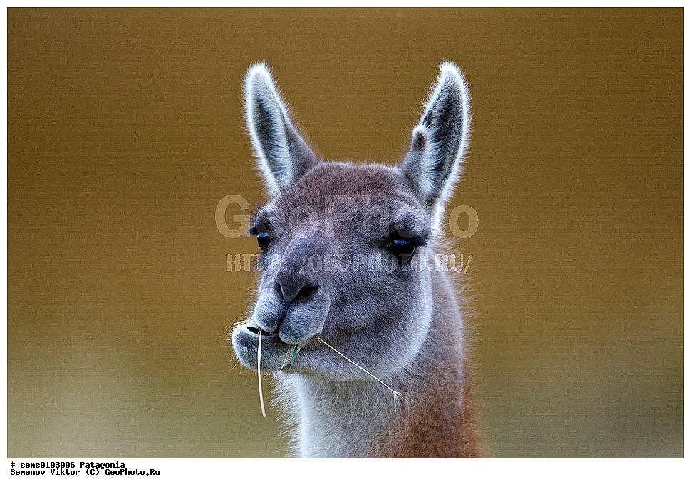 ���������, ����, ���������, ���������, ����� �������, ��������, ��������, �������������, �������������, �����, �����, XYZ, �����������, Camelidae, �������, Lama guanicoe