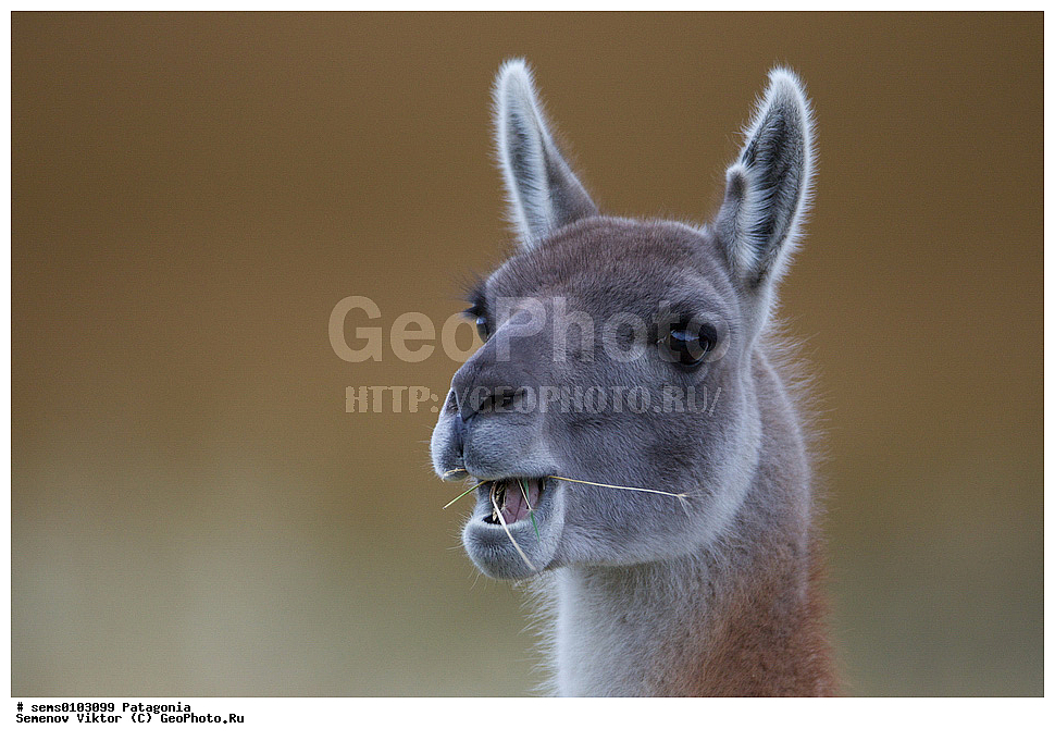 ���������, ����, ���������, ���������, ����� �������, ��������, ��������, �������������, �������������, �����, �����, XYZ, �����������, Camelidae, �������, Lama guanicoe