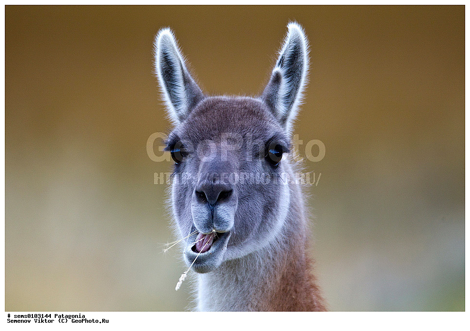 ���������, ����, ���������, ���������, ����� �������, ��������, ��������, �������������, �������������, �����, �����, XYZ, �����������, Camelidae, �������, Lama guanicoe