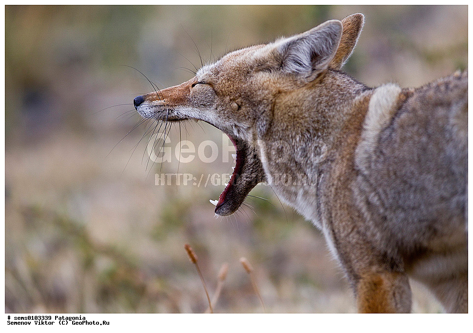 ���������, ��������, ��������, �������������, �������������, �����, �����, �������, ������, XYZ, ������, �������, ������, Canidae, ������� ������, Lycalopex culpaeus, Pseudalopex culpaeus, ���������, ����, ���������