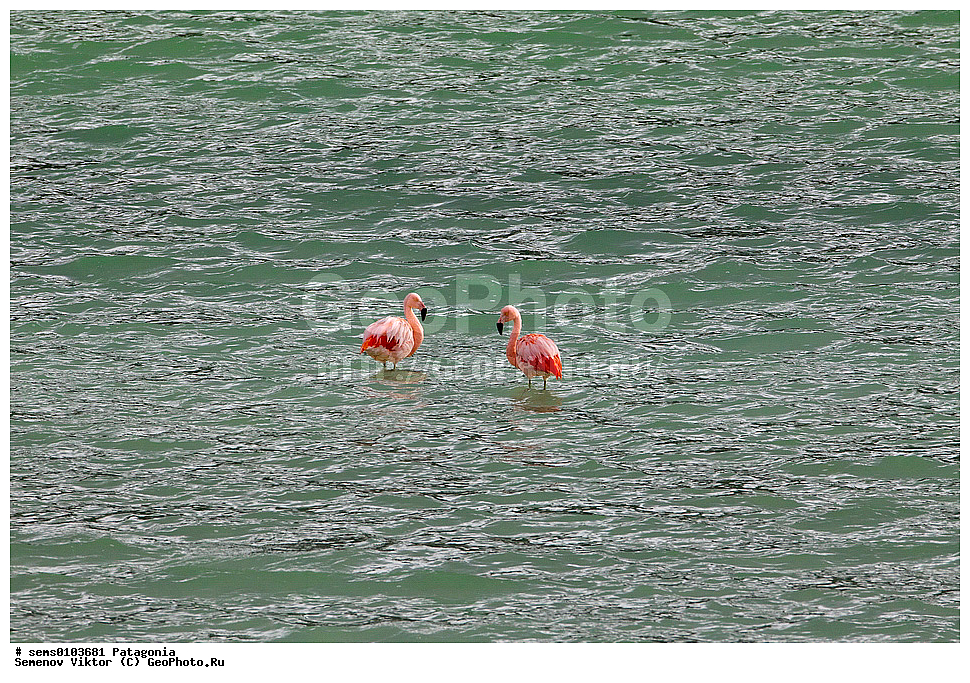 ���������, ����, ���������, ��������, ��������, �����, �����, ��������, �����������, XYZ, �����������, Phoenicopteridae, ��������� ��������, Phoenicopterus chilensis