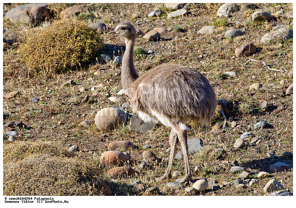 Патагония, Чили, Аргентина, Животные, животное, птица, птицы, авифауна, орнитофауна, XYZ, Нанду, Rheidae, Дарвинов нанду, Малый нанду, Длинноклювый нанду, Rhea pennata, Pterocnemia pennata