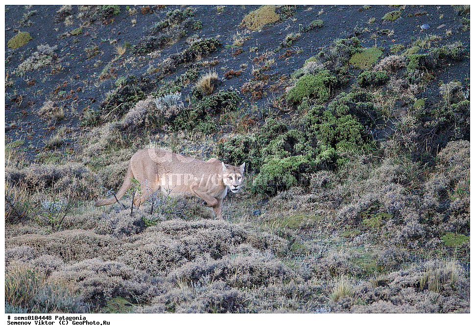 ���������, ����, ���������, ���������, ����� �������, ��������, ��������, �������������, �������������, �����, �����, �������, ������, XYZ, �������, Felidae, ����, ������ ���, ������, Puma concolor