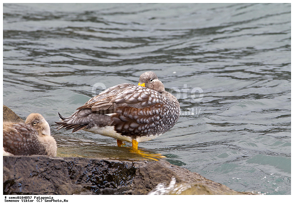 ���������, ����, ���������, ��������, ��������, �����, �����, ��������, �����������, �����������������, ������������� �����, ������������� �����, XYZ, ������, Anatidae, ����������� ����-�������, Tachyeres patachonicus