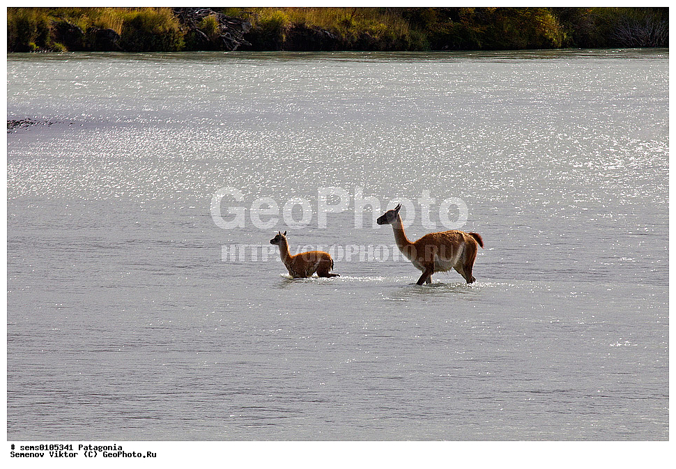 ���������, ����, ���������, ���������, ����� �������, ��������, ��������, �������������, �������������, �����, �����, XYZ, �����������, Camelidae, �������, Lama guanicoe