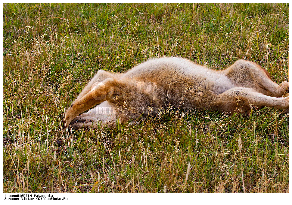 ���������, ��������, ��������, �������������, �������������, �����, �����, �������, ������, XYZ, ������, �������, ������, Canidae, ������� ������, Lycalopex culpaeus, Pseudalopex culpaeus, ���������, ����, ���������