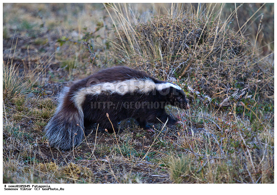 ���������, ����, ���������, ��������, ��������, �������������, �������������, �����, �����, �������, ������, XYZ, ���������, Mephitidae, ����� ����������, Conepatus humboldtii