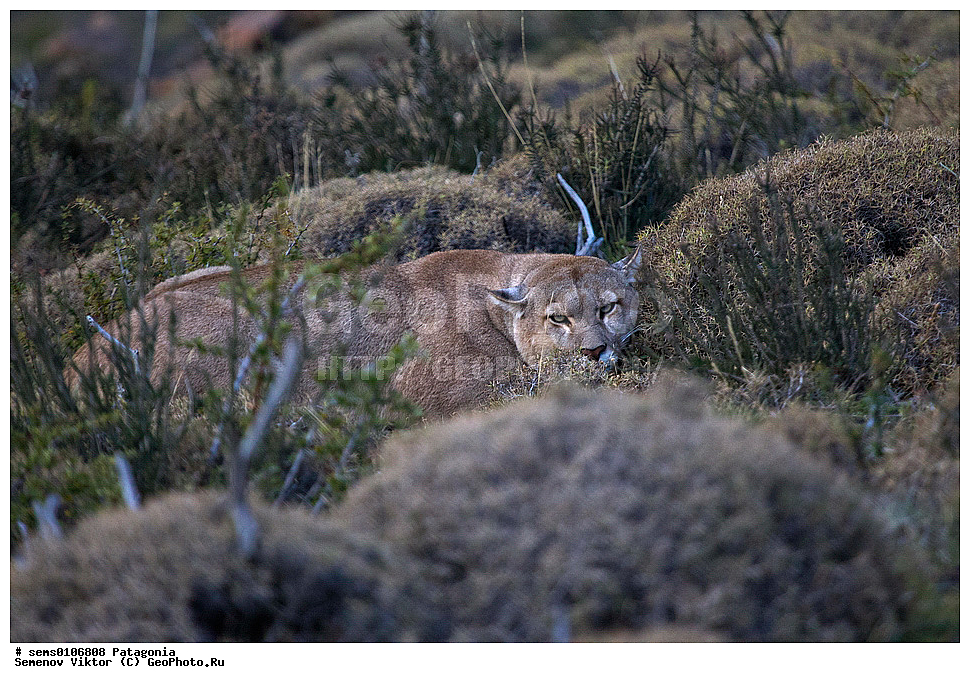 ���������, ����, ���������, ���������, ����� �������, ��������, ��������, �������������, �������������, �����, �����, �������, ������, XYZ, �������, Felidae, ����, ������ ���, ������, Puma concolor