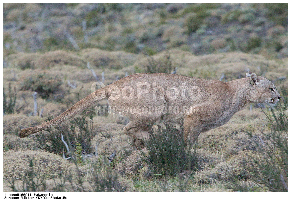 ���������, ����, ���������, ���������, ����� �������, ��������, ��������, �������������, �������������, �����, �����, �������, ������, XYZ, �������, Felidae, ����, ������ ���, ������, Puma concolor