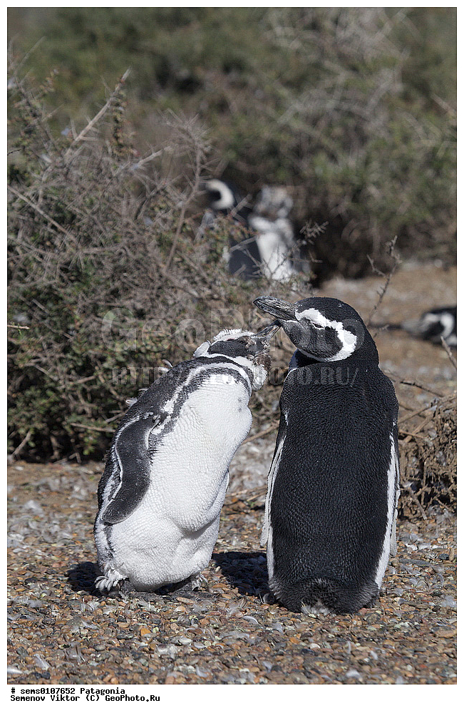 ���������, ����, ���������, ���������, ����� �������, ��������, ��������, �����, �����, ��������, �����������, ������� �����, ������� �����, XYZ, �����������, ��������, Spheniscidae, ���������� �������, ������������ �������, Spheniscus magellanicus