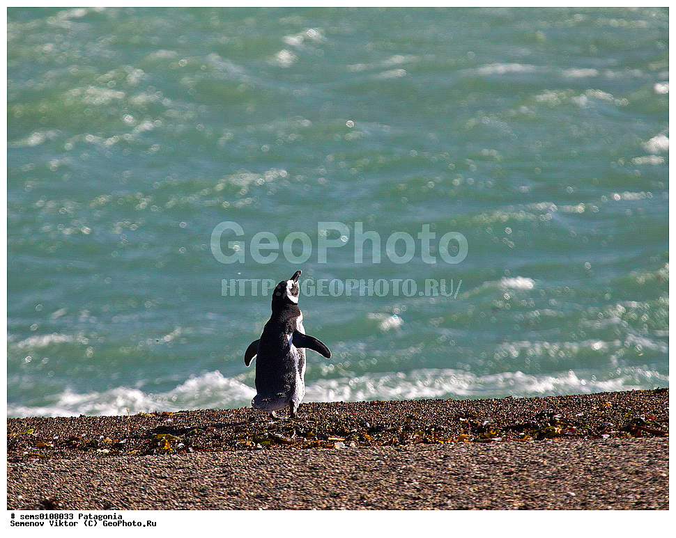����, ���������, ���������, ����� �������, ��������, ��������, �����, �����, ��������, �����������, ������� �����, ������� �����, XYZ, �����������, ��������, Spheniscidae, ���������� �������, ������������ �������, Spheniscus magellanicus