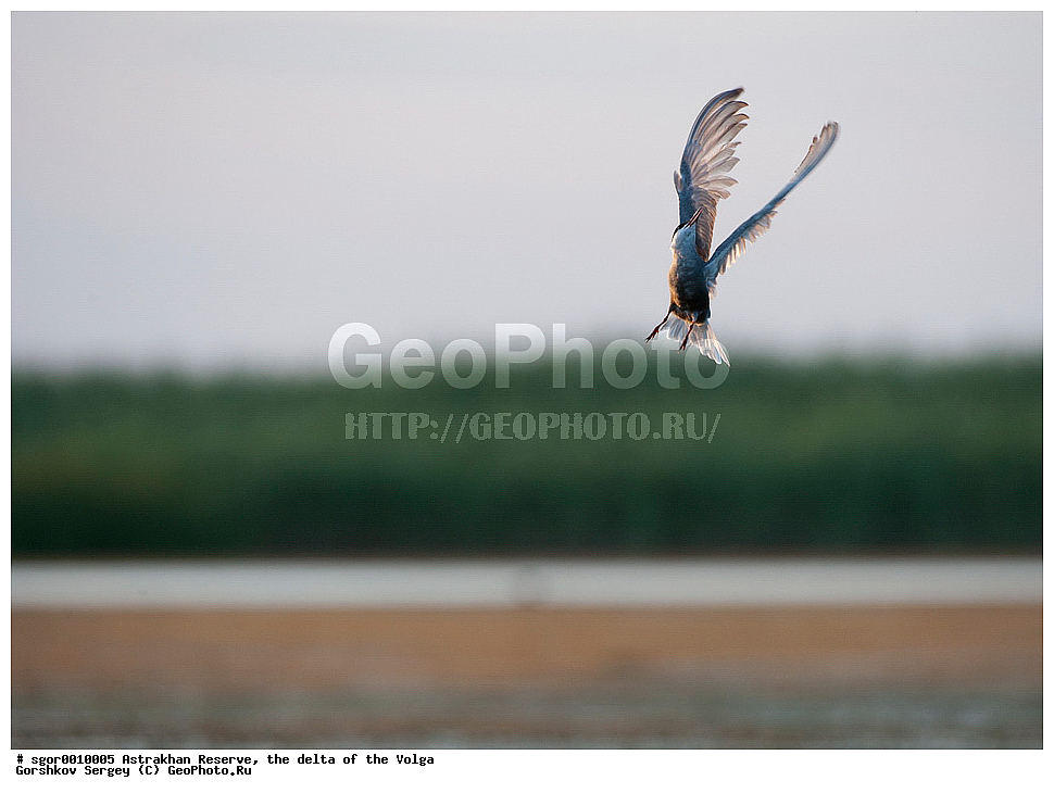 ������������ ����������, ������ �����, ��������, ��������, �����, �����, ��������, �����������, ������� �����, ������� �����, XYZ, ���������, Sternidae, ��������� ������, ��������� �������� ������, ��������� ������, ��������� �������� ������, ������ ������, Chlidonias hybrida, Chlidonias hybridus