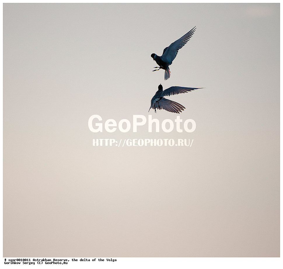 ������������ ����������, ������ �����, ��������, ��������, �����, �����, ��������, �����������, ������� �����, ������� �����, XYZ, ���������, Sternidae, ��������� ������, ��������� �������� ������, ��������� ������, ��������� �������� ������, ������ ������, Chlidonias hybrida, Chlidonias hybridus