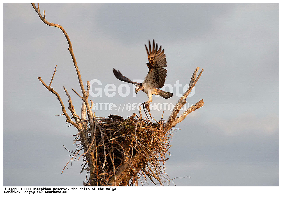 ������������ ����������, ������ �����, ��������, ��������, �����, �����, ��������, �����������, ������ �����, ������ �����, XYZ, ��������, Pandionidae, �����, Pandion haliaetus