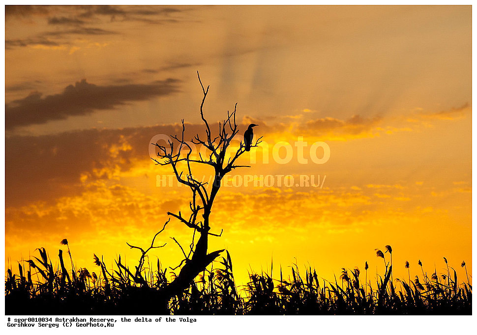 ������������ ����������, ������ �����, ��������, ��������, �����, �����, ��������, �����������, ������� �����, ������� �����, XYZ, ����������, Phalacrocoracidae, ������� ������, Phalacrocorax carbo