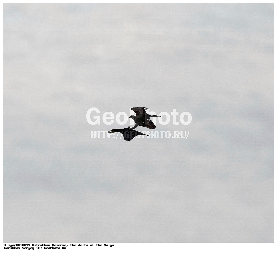 ������������ ����������, ������ �����, ��������, ��������, �����, �����, ��������, �����������, ������ �����, ������ �����, XYZ, ��������, Pandionidae, �����, Pandion haliaetus, ������� �����, ������� �����, ����������, Phalacrocoracidae, ������� ������, Phalacrocorax carbo