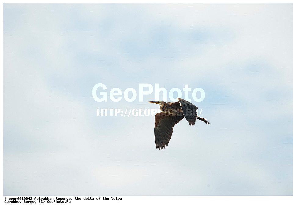 ������������ ����������, ������ �����