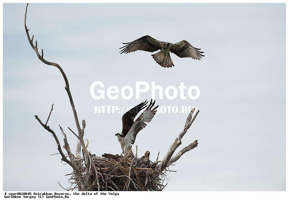 ������������ ����������, ������ �����, ��������, ��������, �����, �����, ��������, �����������, ������ �����, ������ �����, XYZ, ��������, Pandionidae, �����, Pandion haliaetus