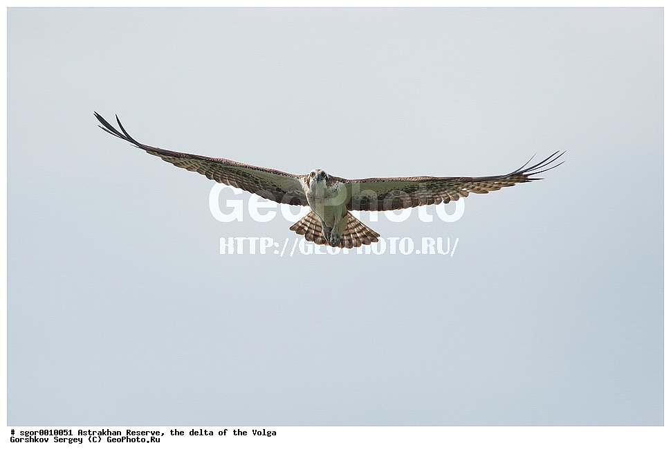 ������������ ����������, ������ �����, ��������, ��������, �����, �����, ��������, �����������, ������ �����, ������ �����, XYZ, ��������, Pandionidae, �����, Pandion haliaetus