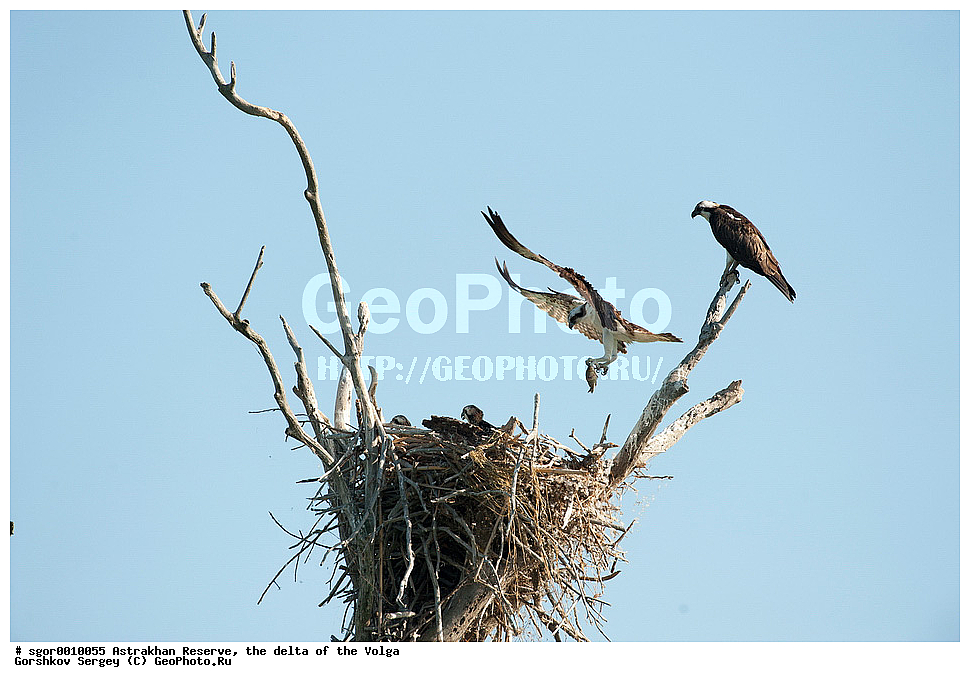 ������������ ����������, ������ �����, ��������, ��������, �����, �����, ��������, �����������, ������ �����, ������ �����, XYZ, ��������, Pandionidae, �����, Pandion haliaetus