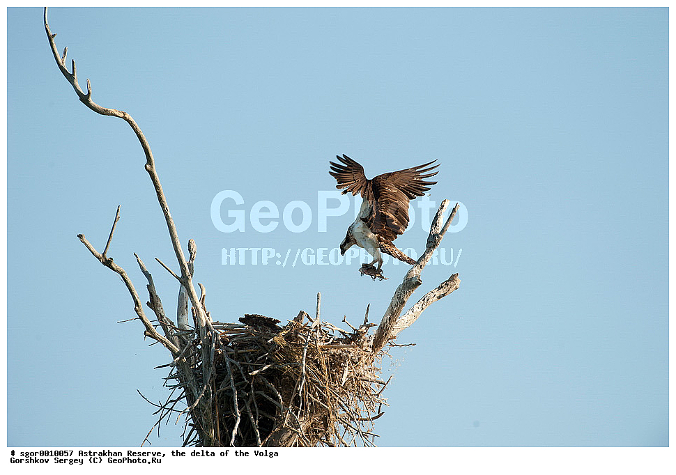 ������������ ����������, ������ �����, ��������, ��������, �����, �����, ��������, �����������, ������ �����, ������ �����, XYZ, ��������, Pandionidae, �����, Pandion haliaetus