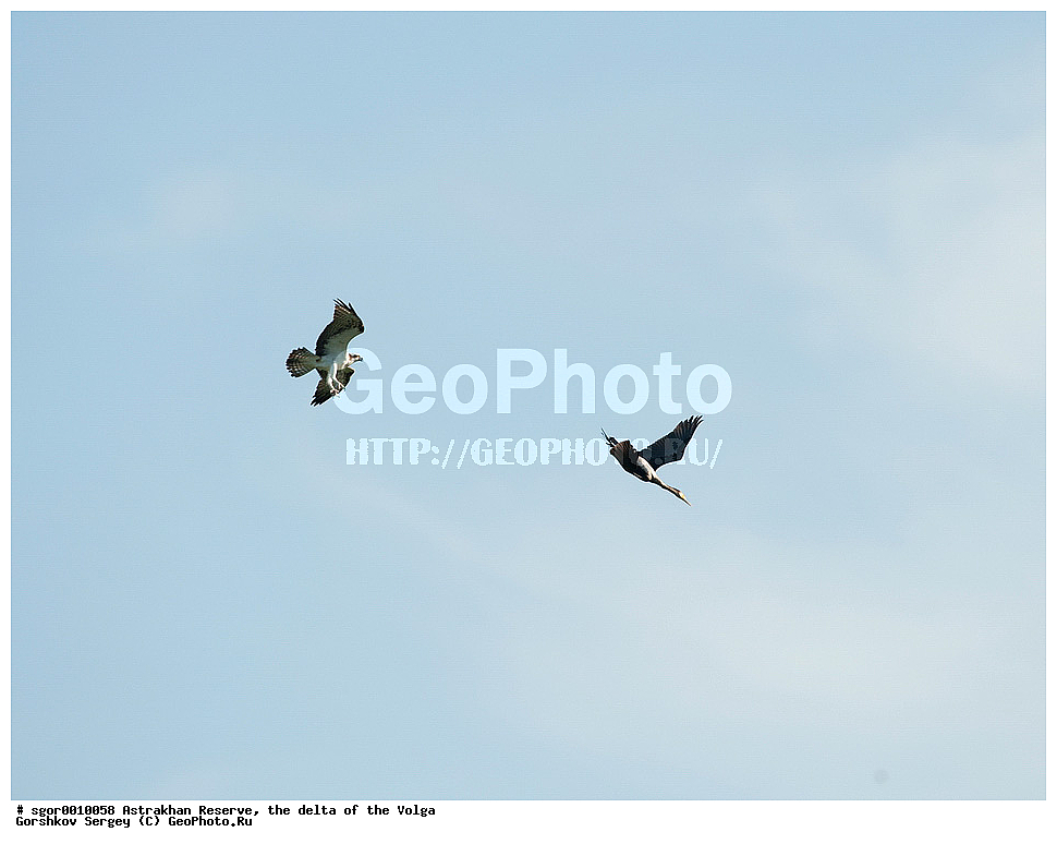 ������������ ����������, ������ �����, ��������, ��������, �����, �����, ��������, �����������, ������ �����, ������ �����, XYZ, ��������, Pandionidae, �����, Pandion haliaetus, ������� �����, ������� �����, ����������, Phalacrocoracidae, ������� ������, Phalacrocorax carbo