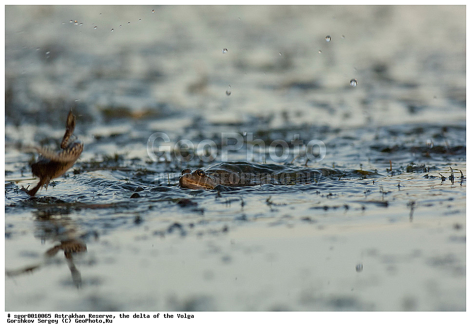 ������������ ����������, ������ �����