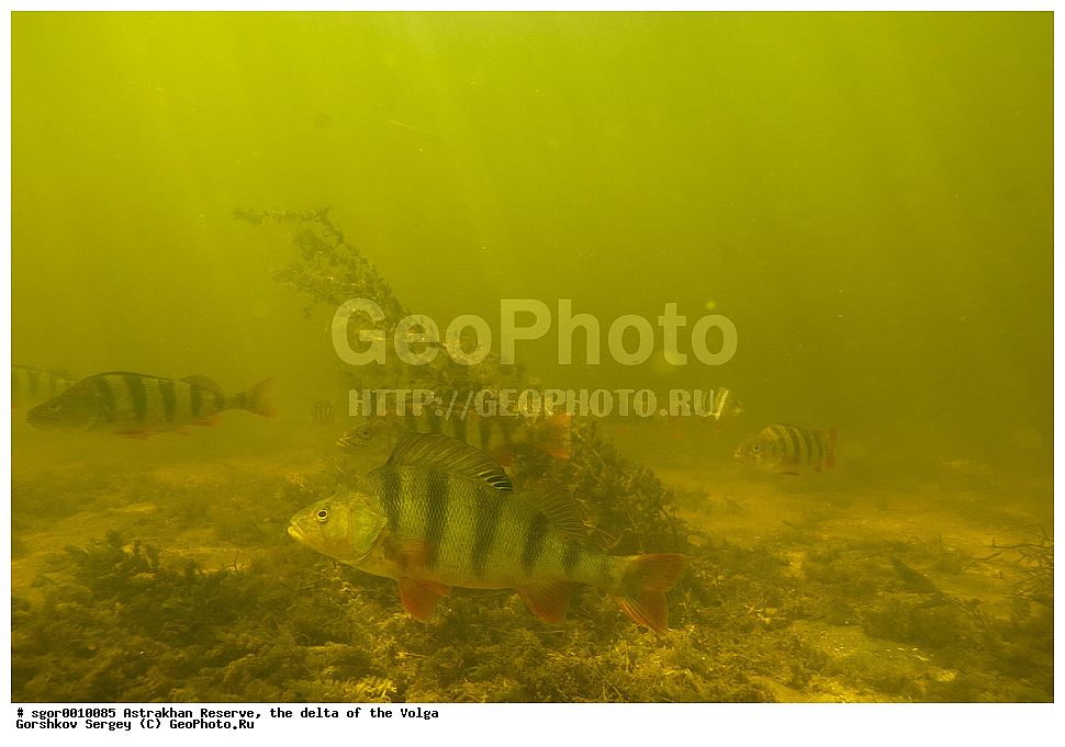 ������������ ����������, ������ �����, ����, ����, �����, ������������