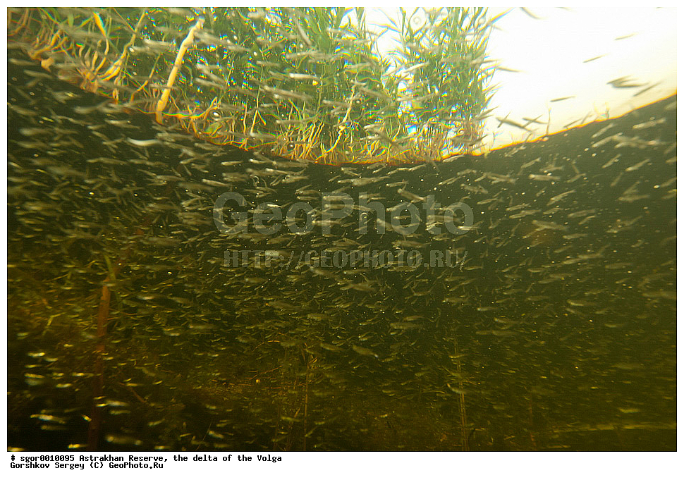 ������������ ����������, ������ �����, ����, ����, �����, ������������