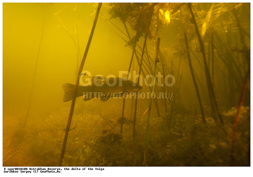 ������������ ����������, ������ �����