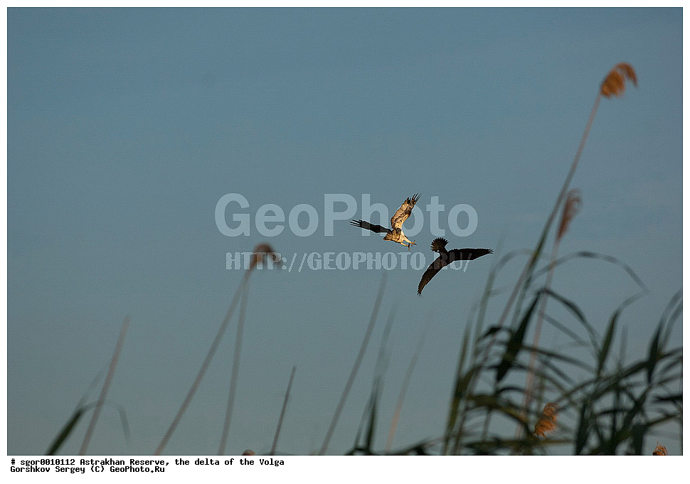 ������������ ����������, ������ �����, ��������, ��������, �����, �����, ��������, �����������, ������ �����, ������ �����, XYZ, ��������, Pandionidae, �����, Pandion haliaetus, ������� �����, ������� �����, ����������, Phalacrocoracidae, ������� ������, Phalacrocorax carbo