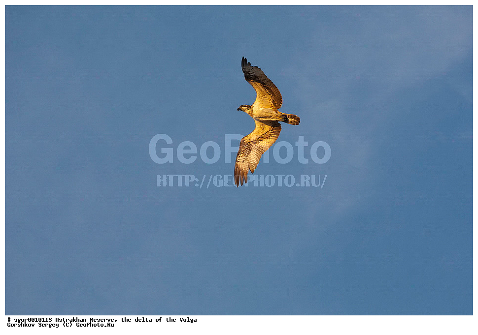 ������������ ����������, ������ �����, ��������, ��������, �����, �����, ��������, �����������, ������ �����, ������ �����, XYZ, ��������, Pandionidae, �����, Pandion haliaetus